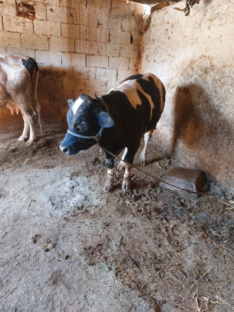 ضيعة زكريا photo 1