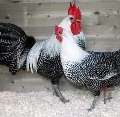 مزرعة البركة شوقي photo 1