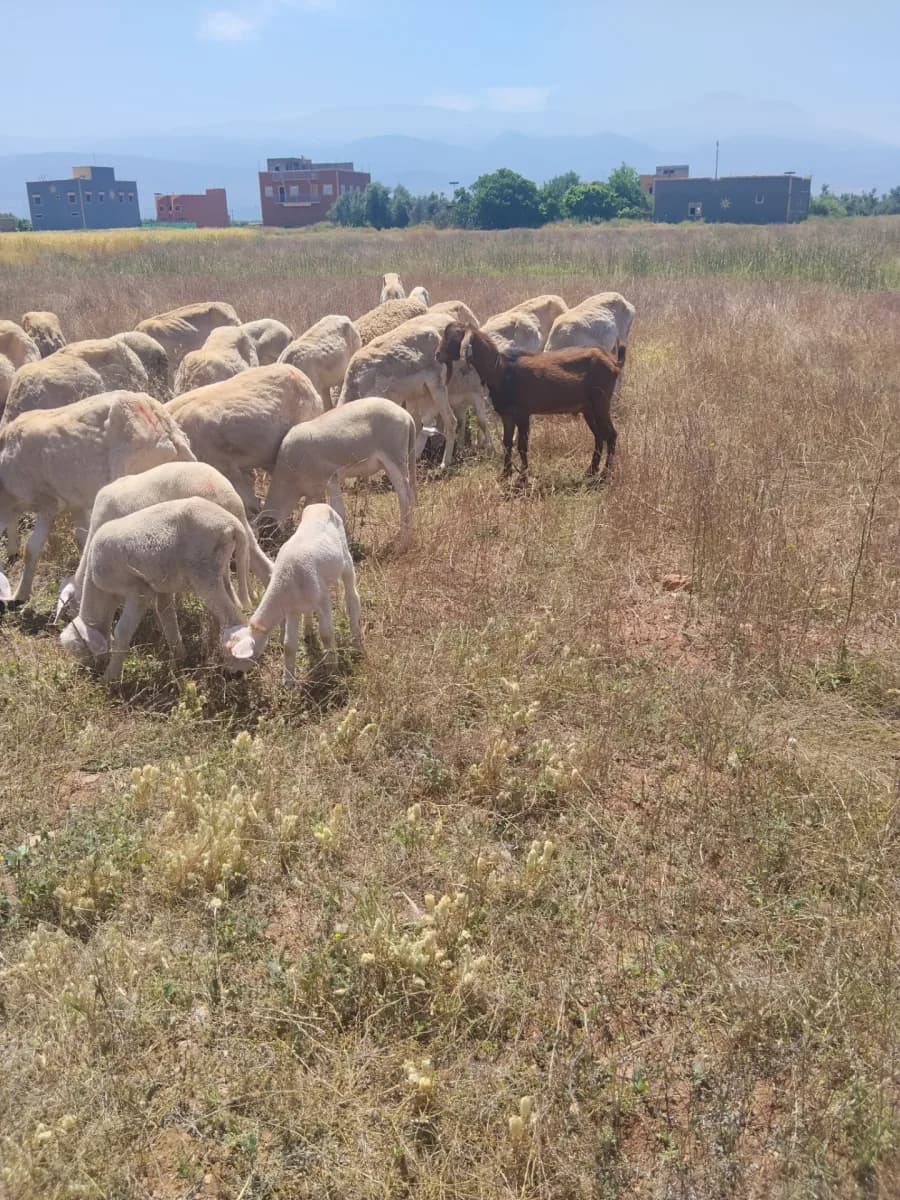 قطيع الزواير photo 1
