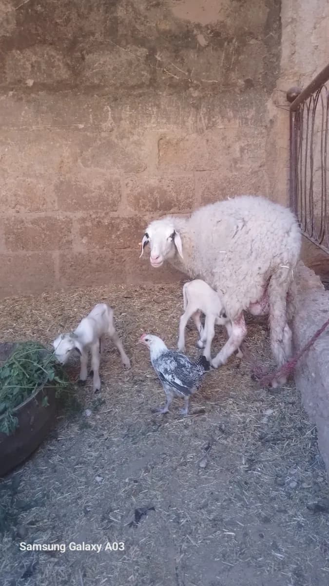 ضيعة تافيلالت photo 2