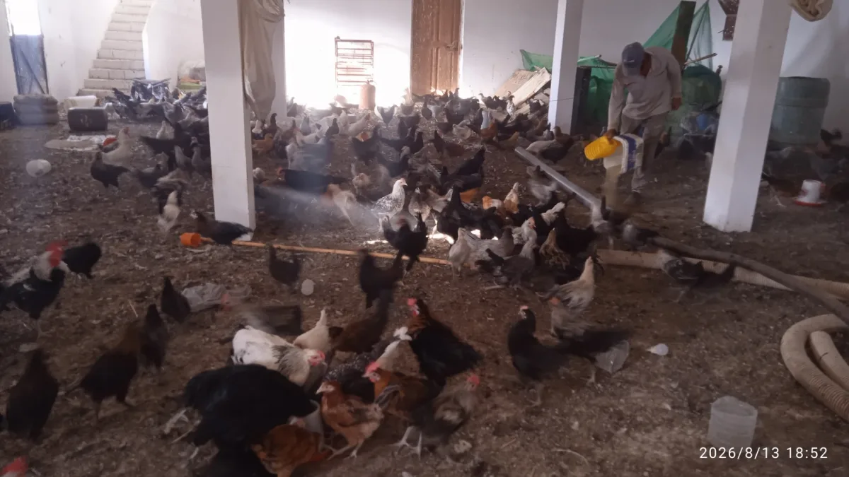 ضيعة الريشة الذهبية photo 3
