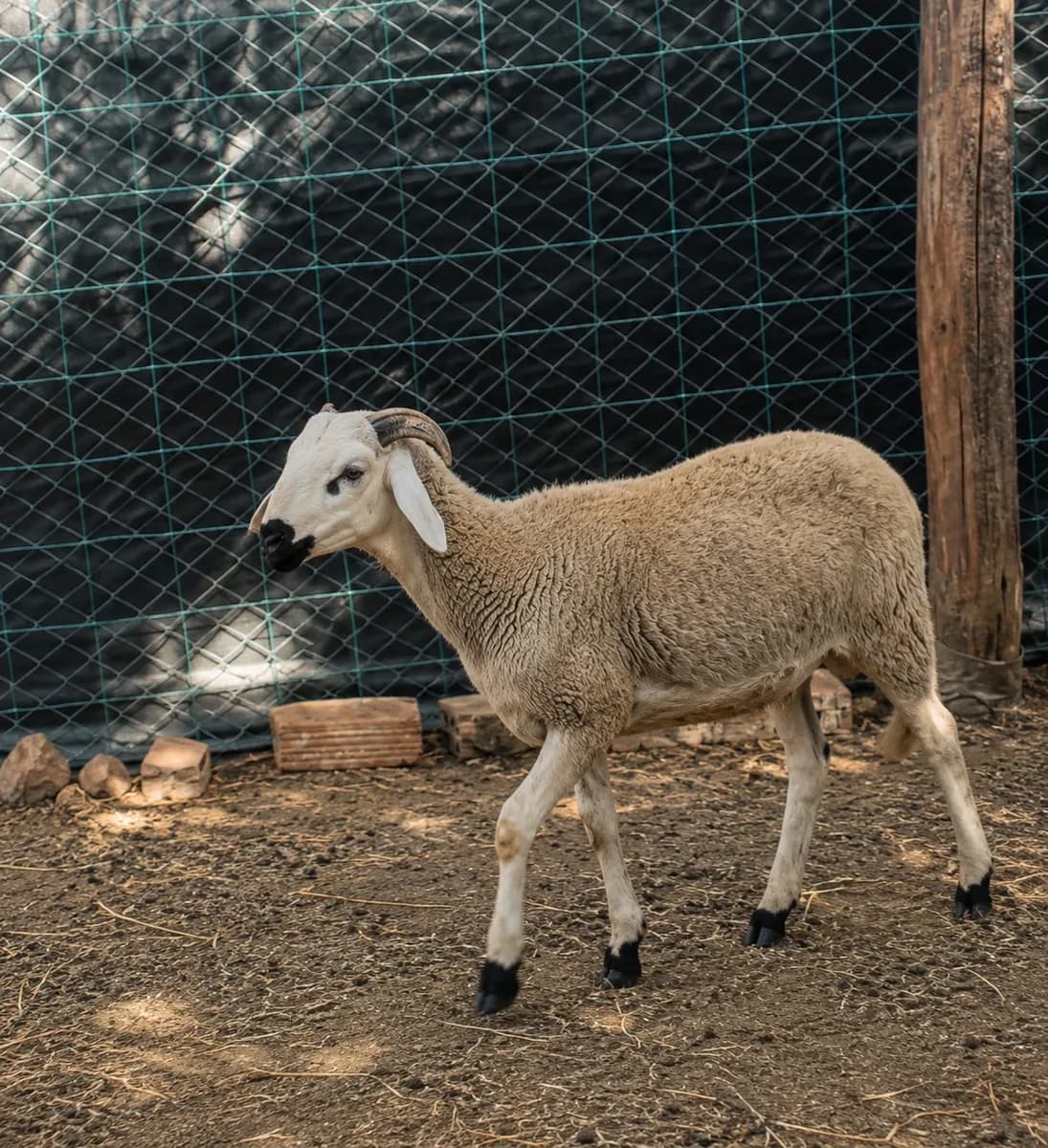 Ayachi farm photo 3