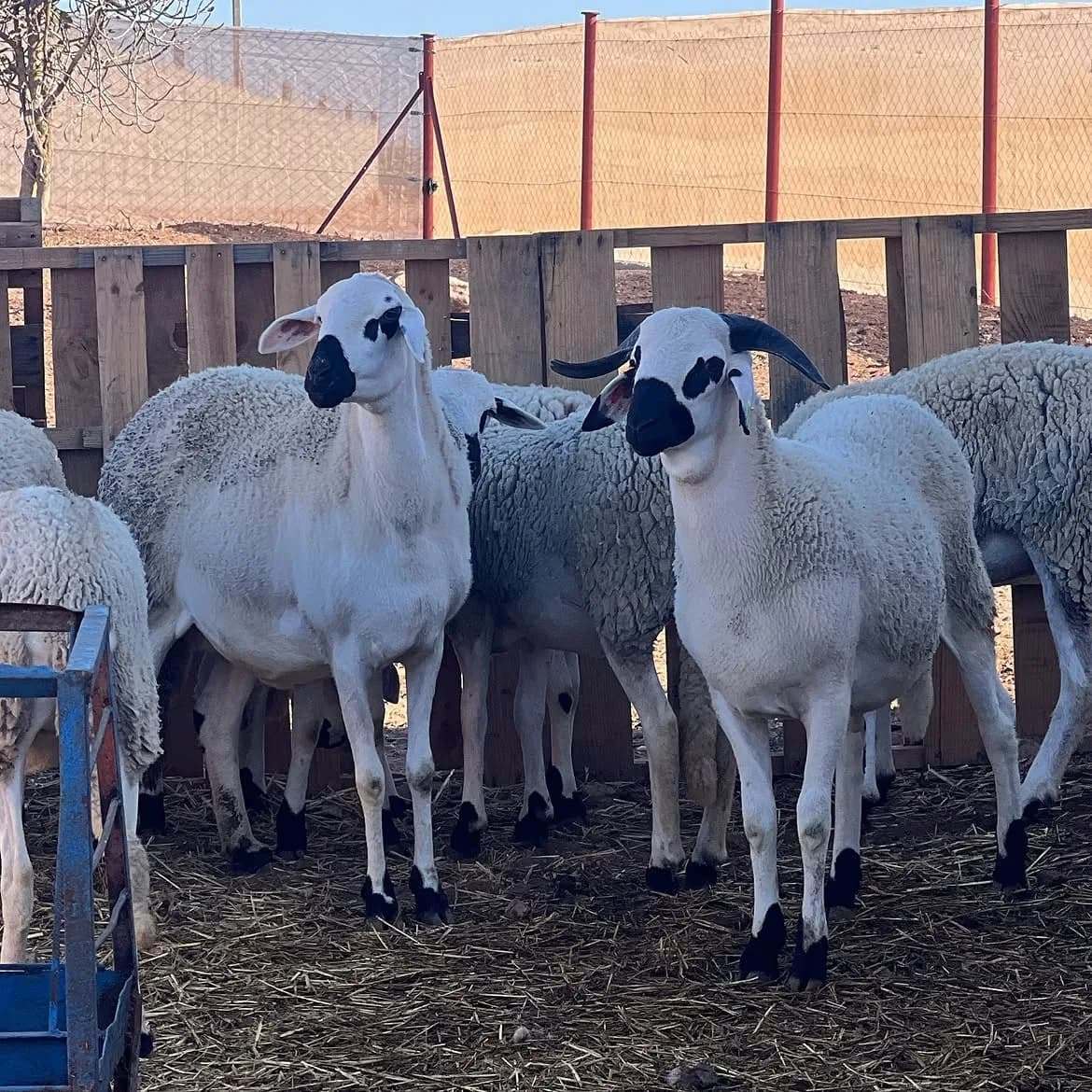 ضيعة حمزة الدكالي photo 1
