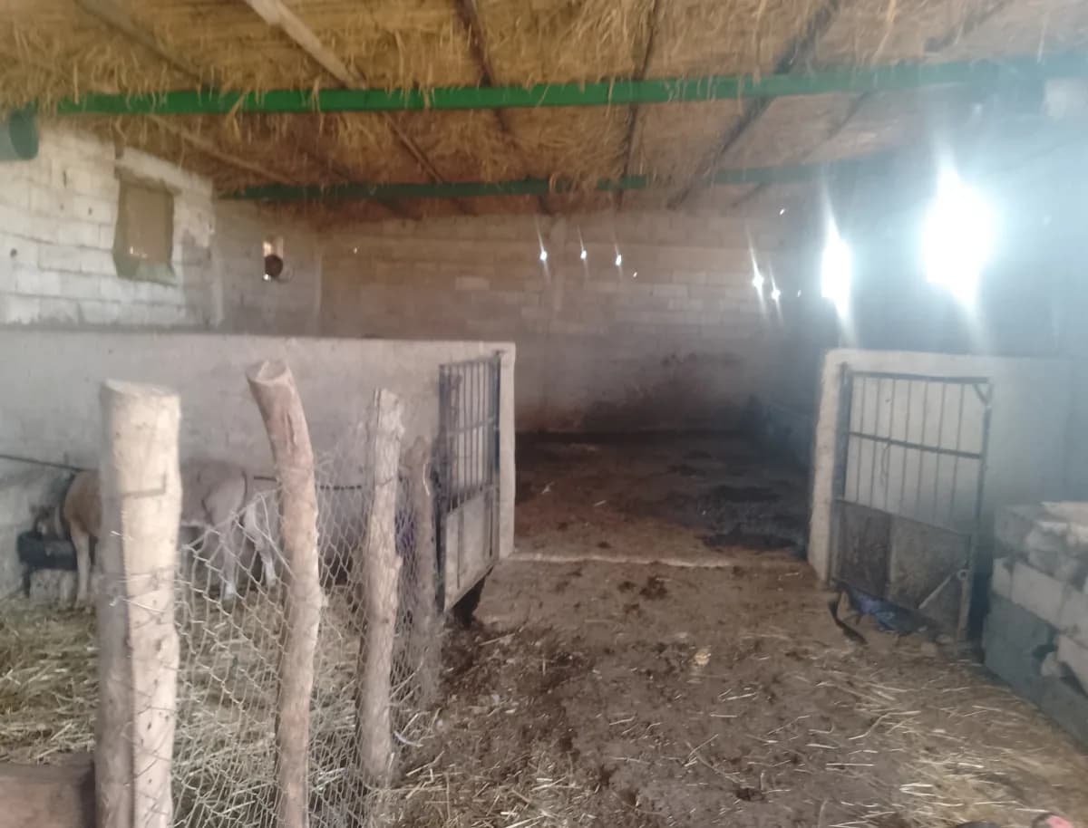 مزرعة رضوان موهوب photo 4
