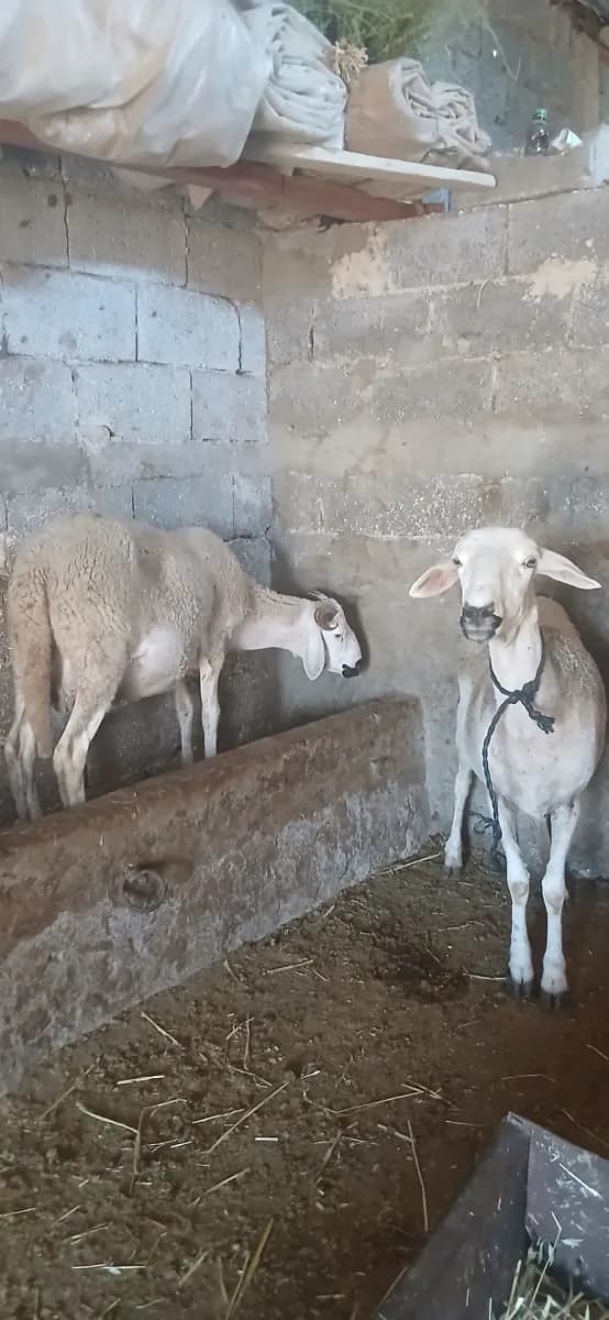 قطيع اشحومات photo 1