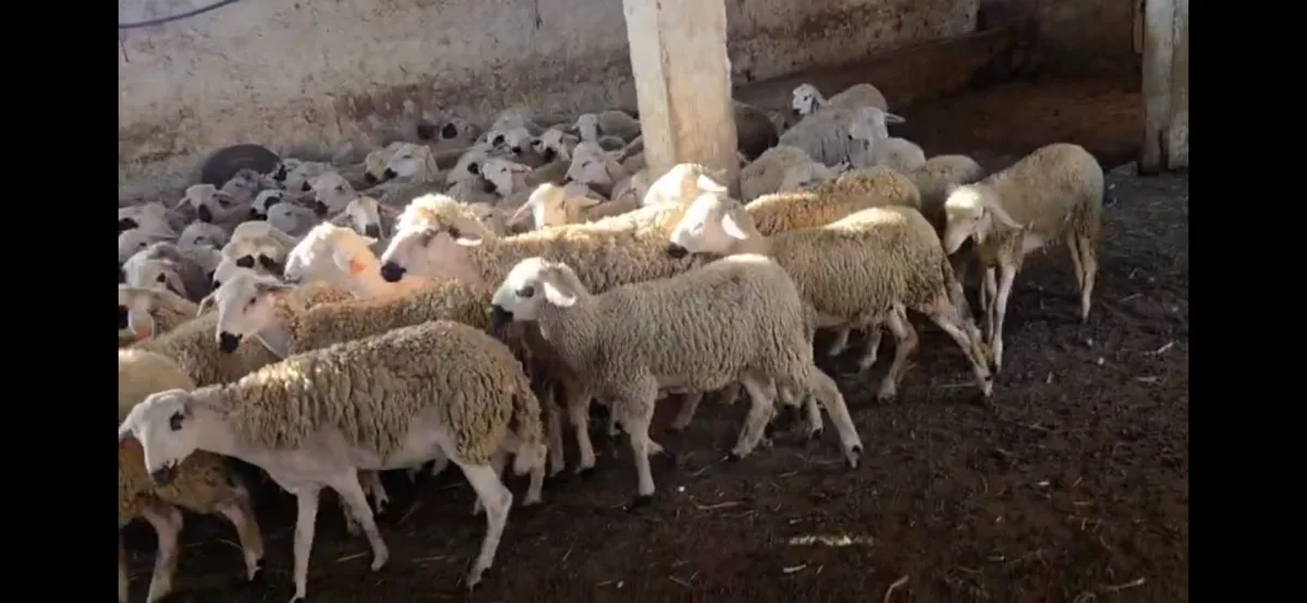 Ouled frej photo 3