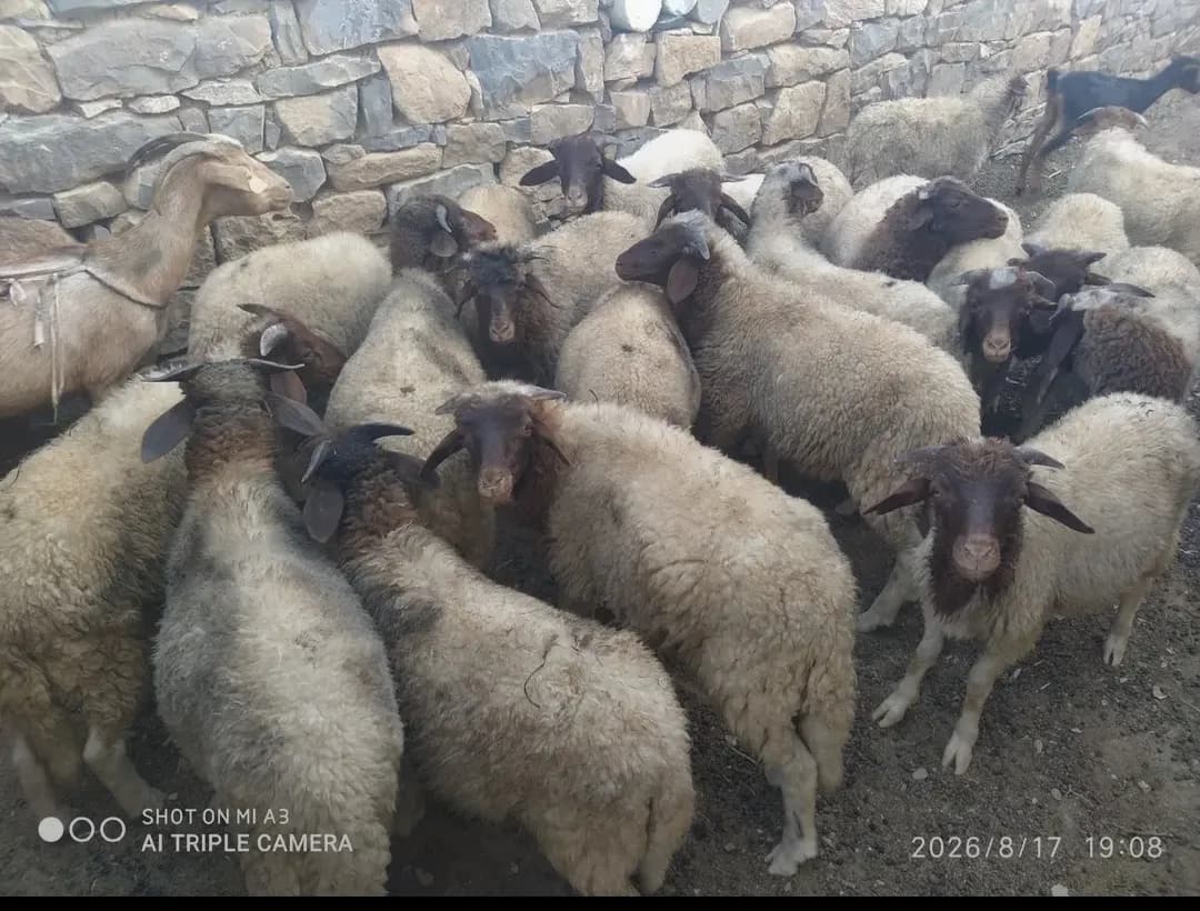 مزرعة المرابط photo 4