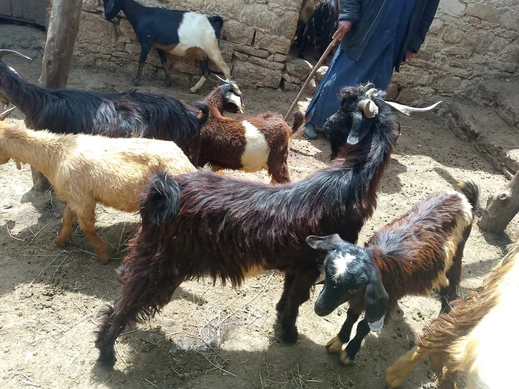 الضيعة الشامخة photo 2