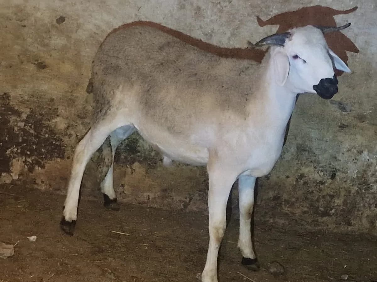ضيعة البصراوي photo 2