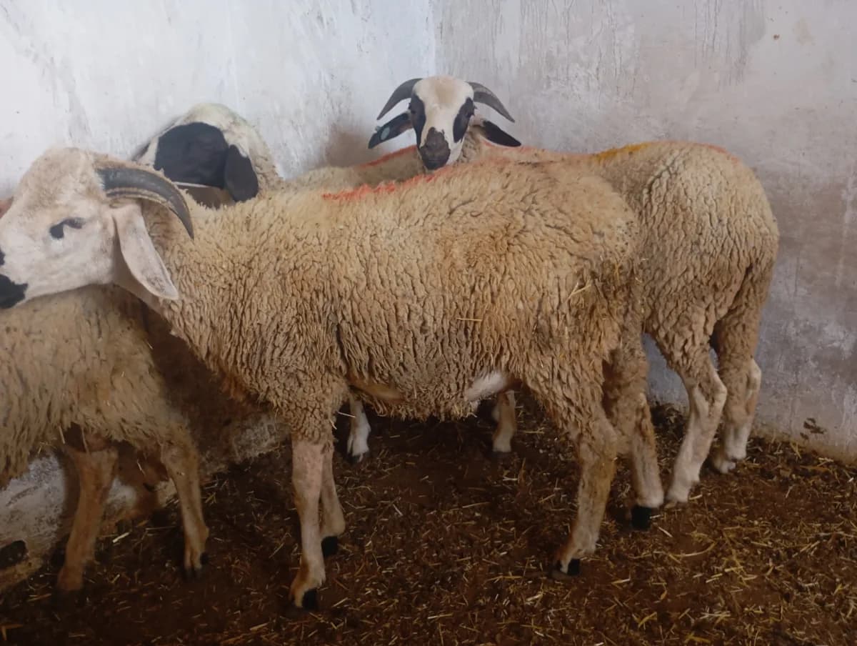 ضيعة عتمان photo 1