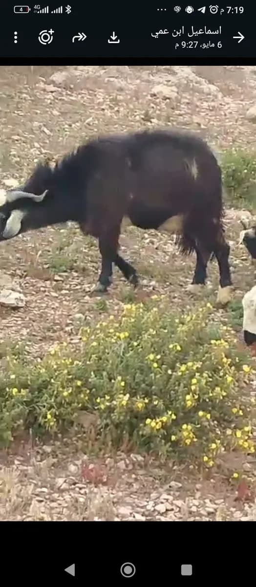 الضيعة الشامخة photo 3