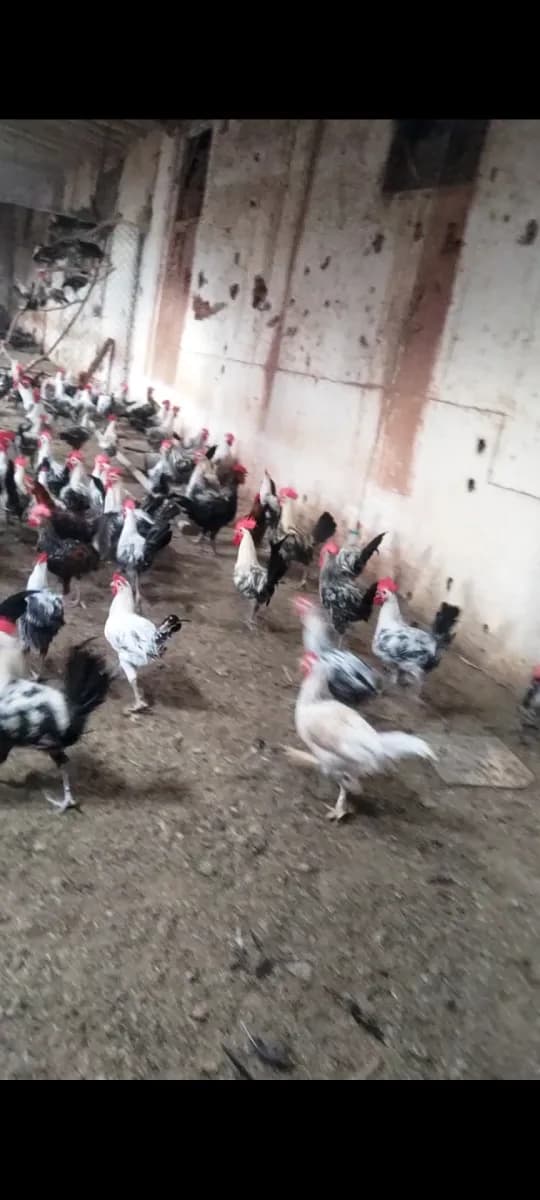 ضيعة الرحمة للدواجن photo 2