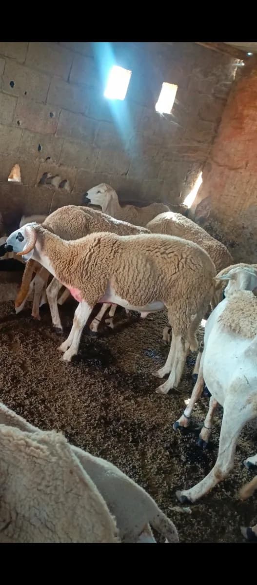 قطيع سعدان photo 1