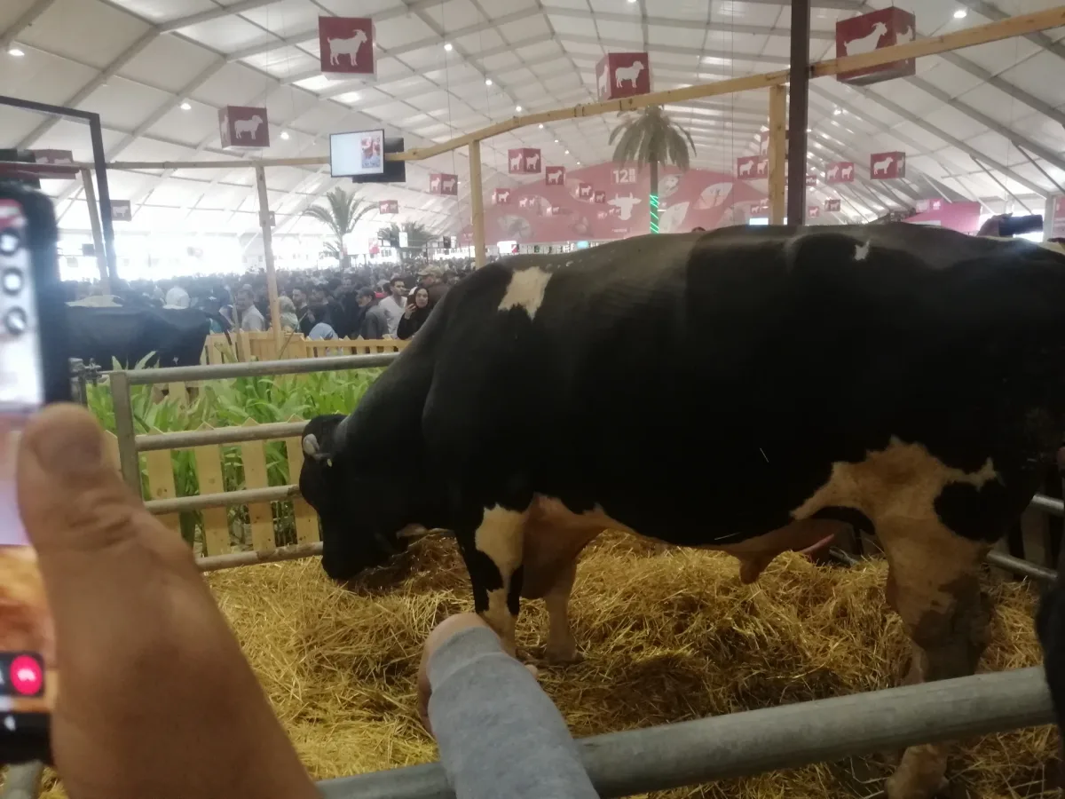 Vache Rachid photo 1