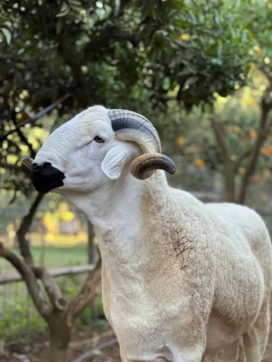 ضيعة الخير حمادي photo 1