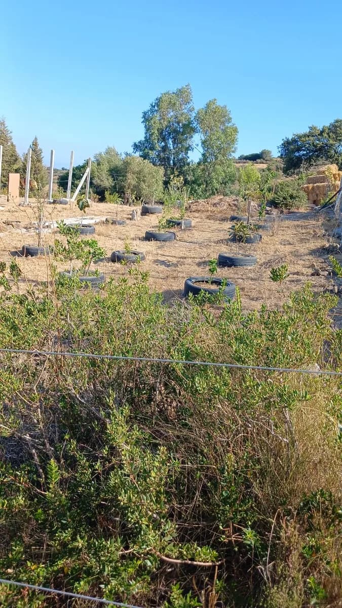 RIMALAK FARM photo 3