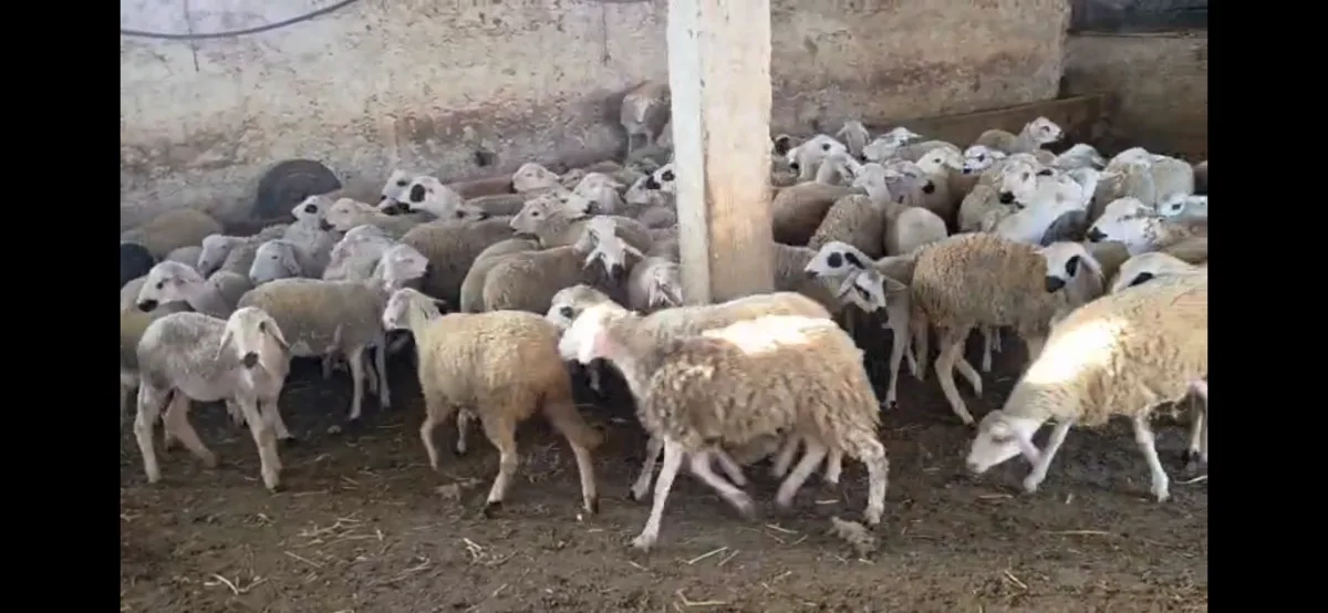 Ouled frej photo 4