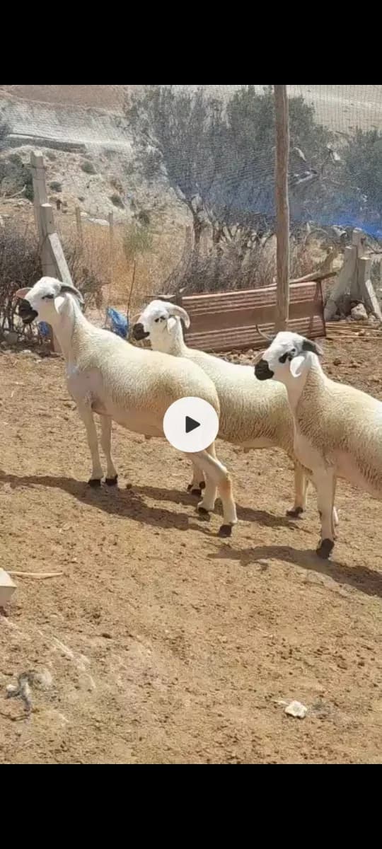 قطيع حبيب الله photo 2