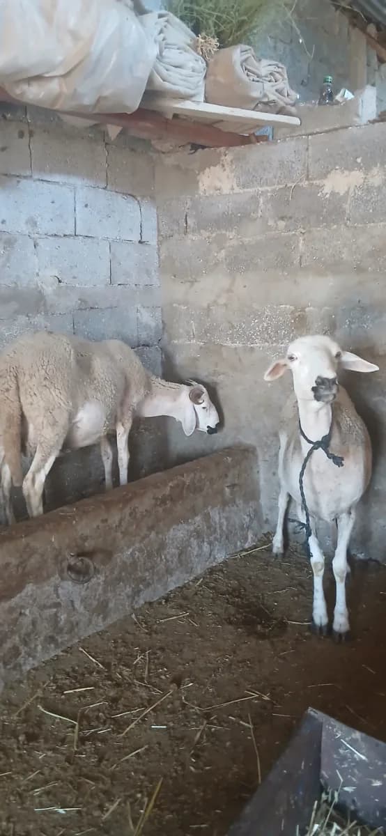 قطيع اشحومات photo 2