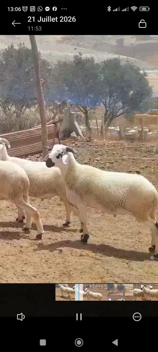 قطيع حبيب الله photo 3