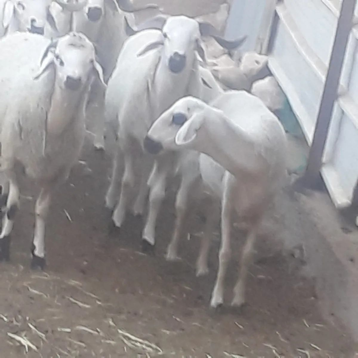 ضيعة حسام الدين photo 1