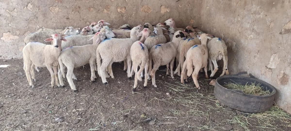 قطيع ايمن photo 1