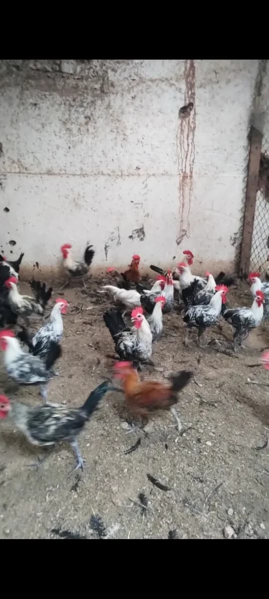 ضيعة الرحمة للدواجن photo 3