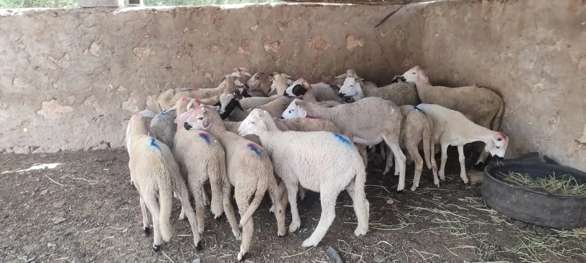 ضيعة سطات photo 4
