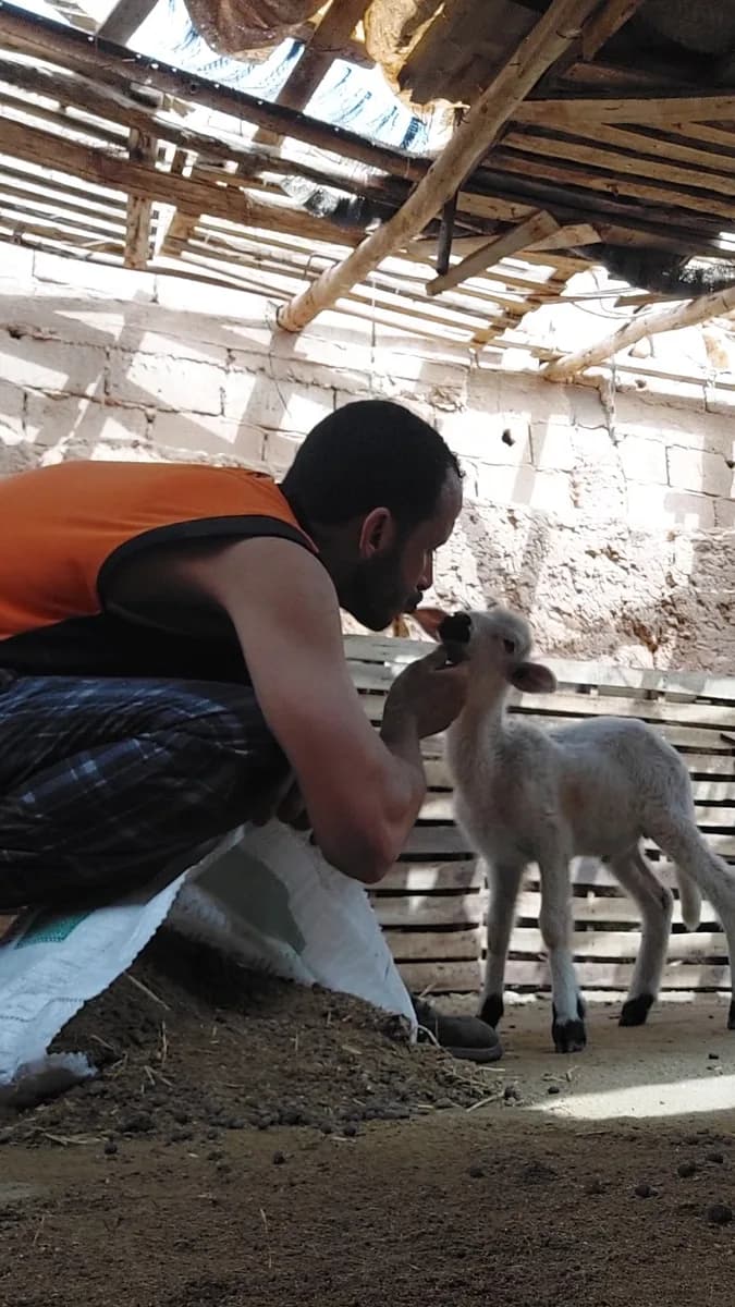 ضيعة بدر للانعام photo 4