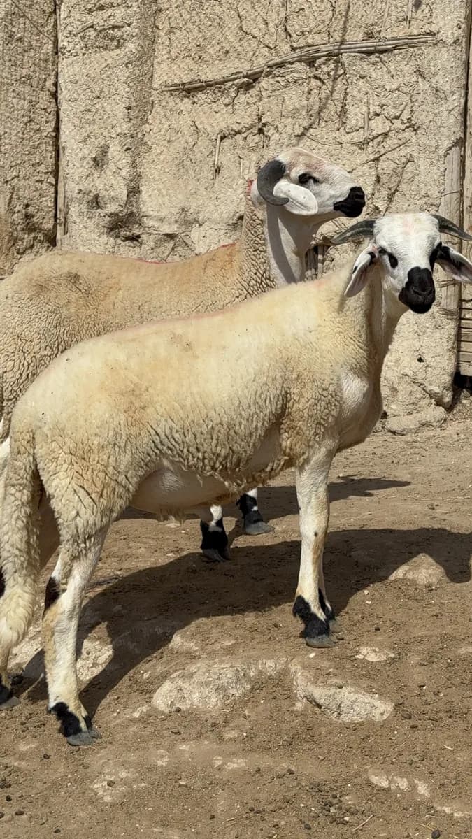ضيعة ولد أحمد البوشيخي photo 1