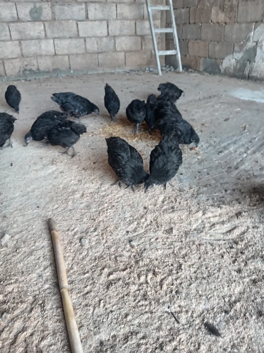 ضيعة صحراوي photo 2