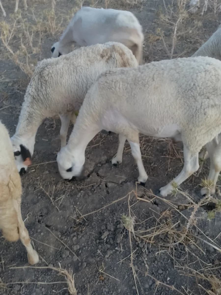 ديعة ابي تجاني photo 1