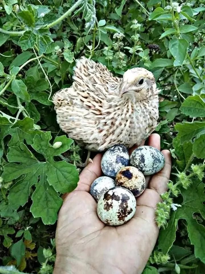ضيعة الريشة الذهبية photo 2