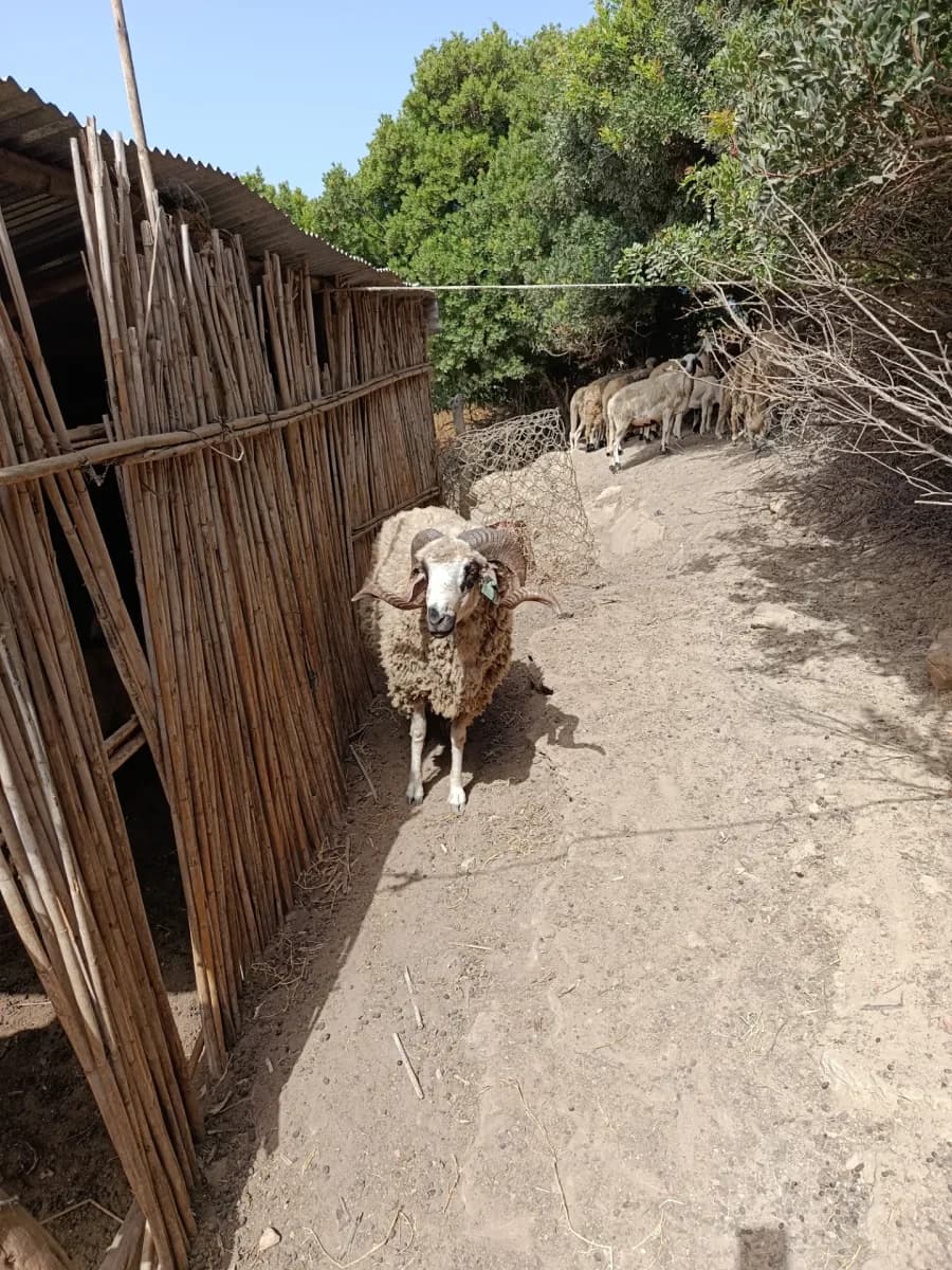 بن احمد مجلاو photo 1