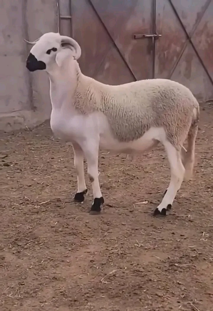 Ferme Mounir photo 2