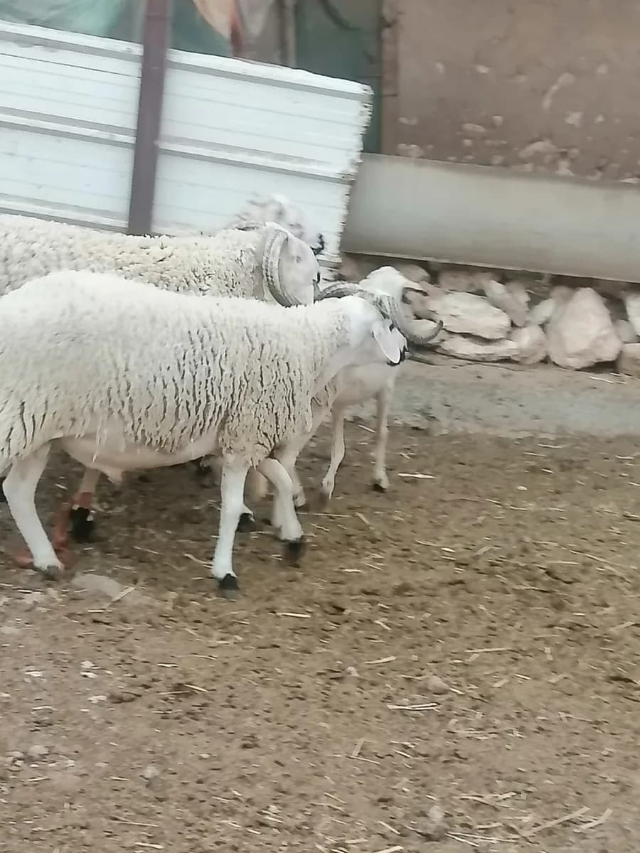 ضيعة حسام الدين photo 3