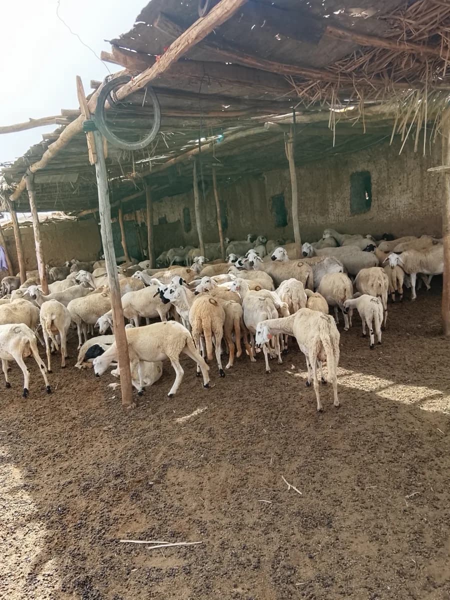 ضيعة الرحماني photo 1