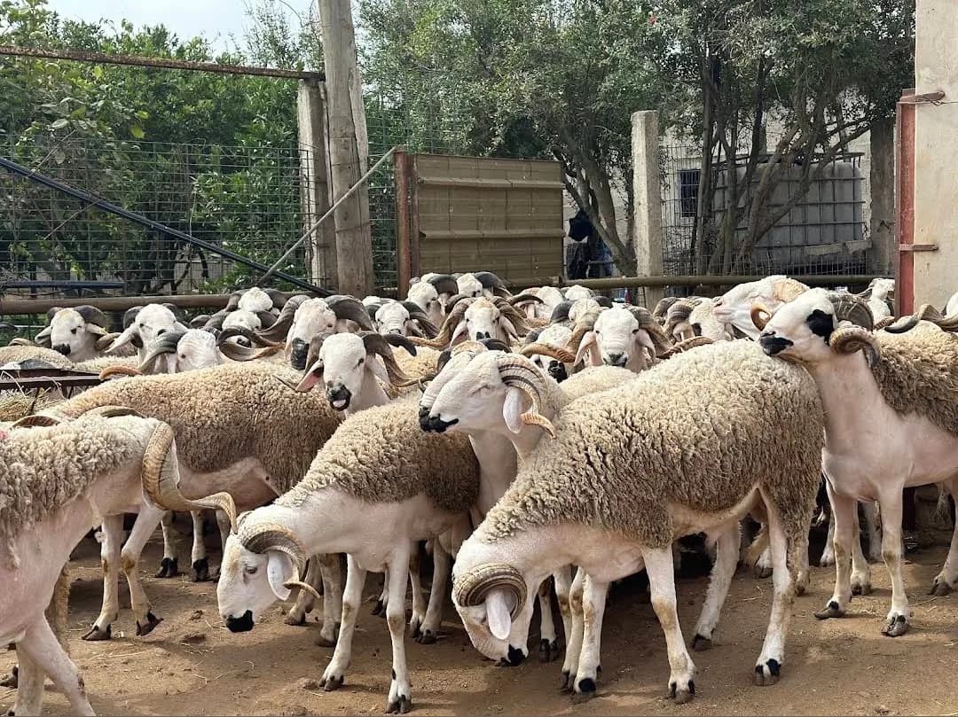 ضيعة الخير حمادي photo 3