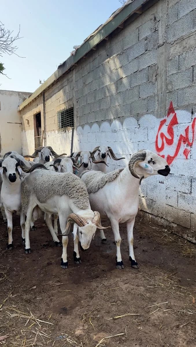 ضيعة الخير حمادي photo 3
