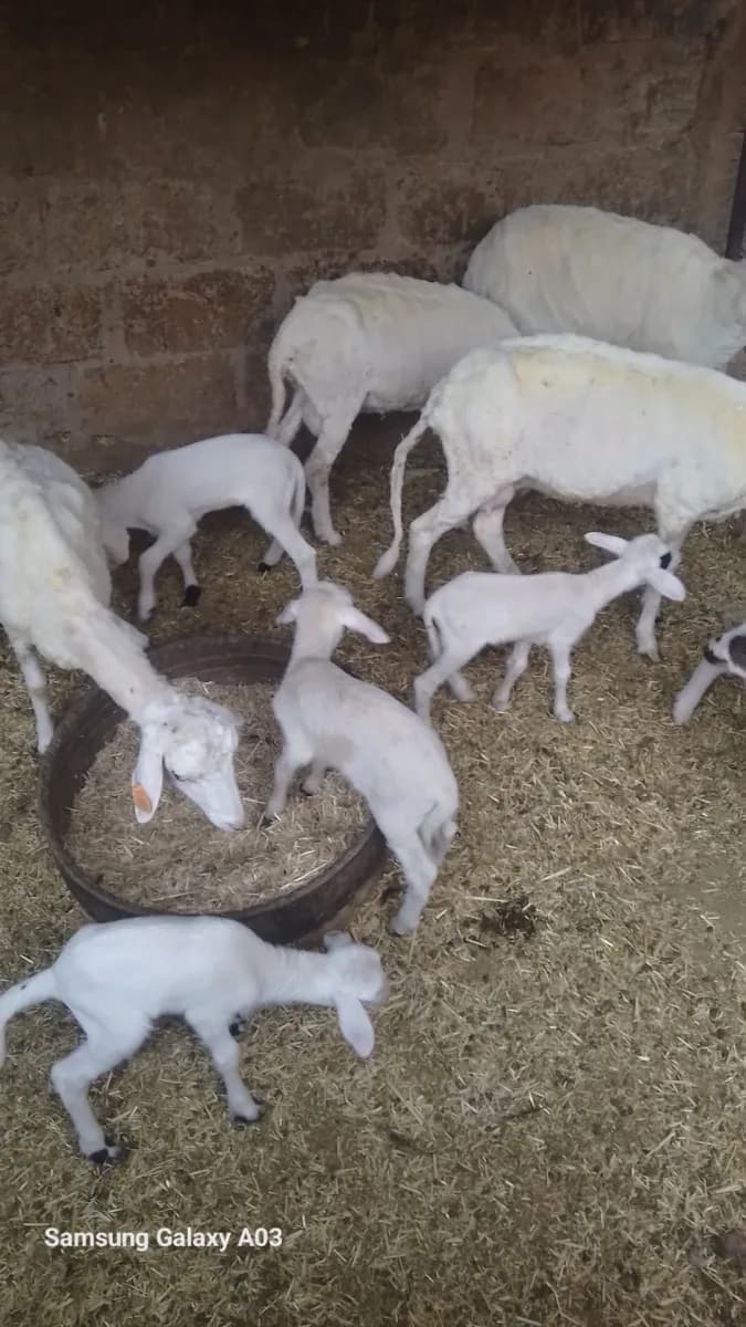 ضيعة تافيلالت photo 1