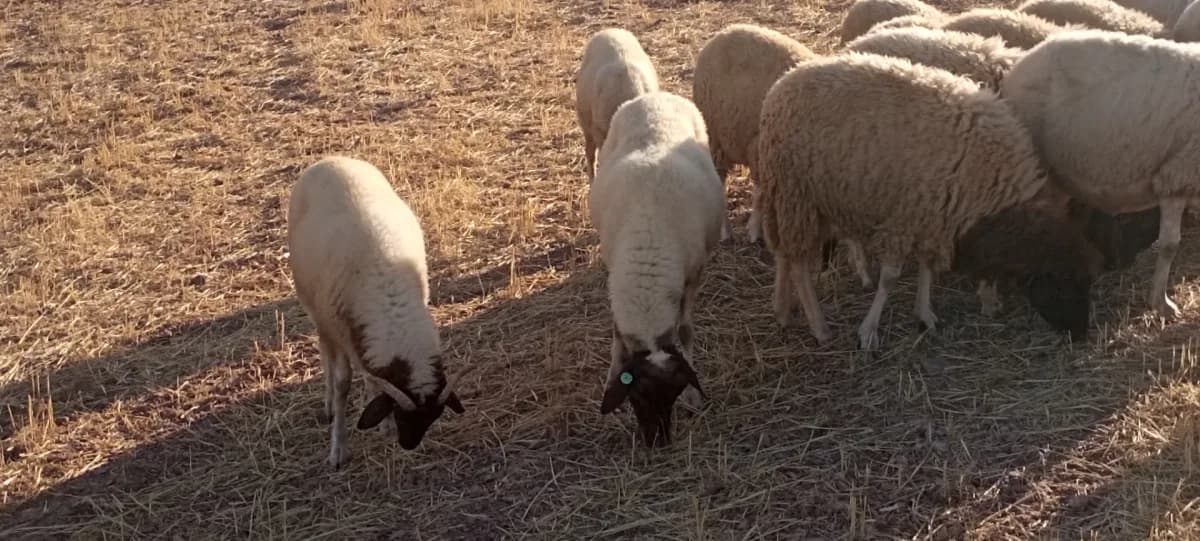 Ferme al khayr photo 3