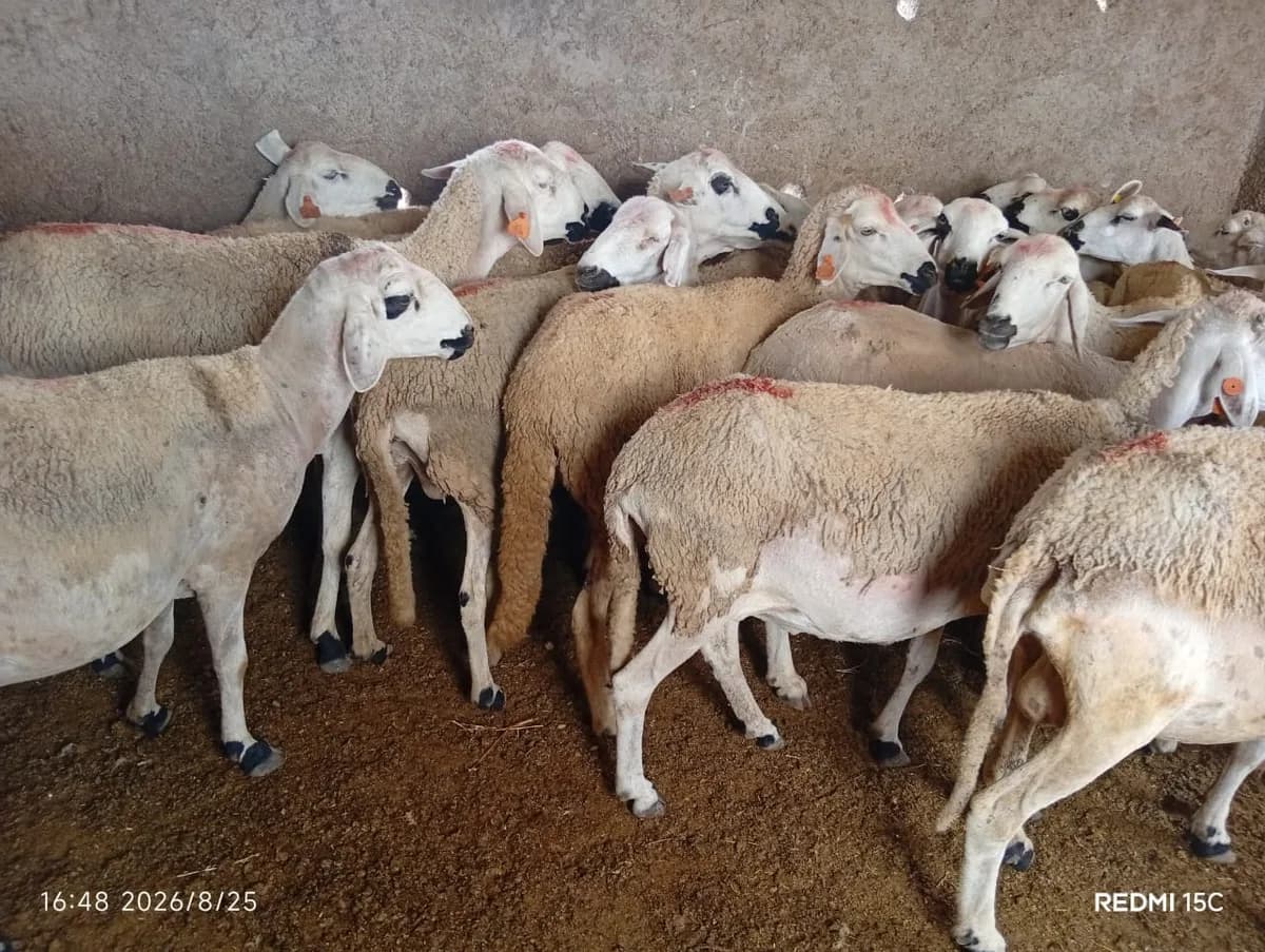 ضيعة سطات photo 2