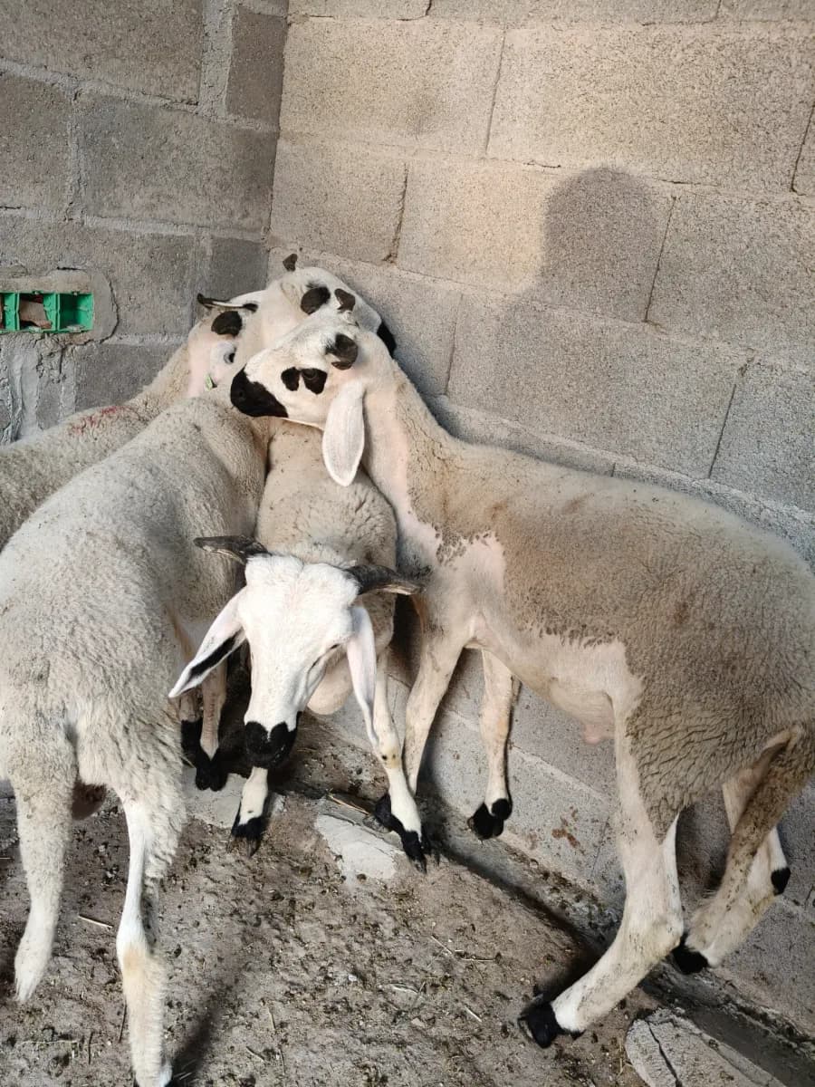 دار الصردي photo 1