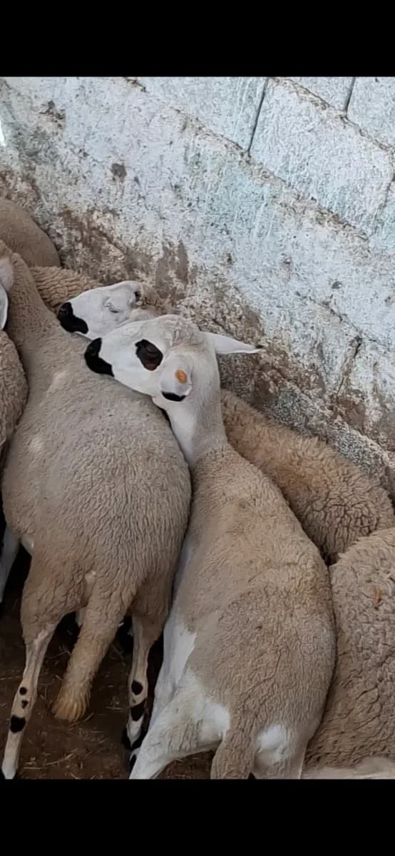 ضيعة سلمية photo 3