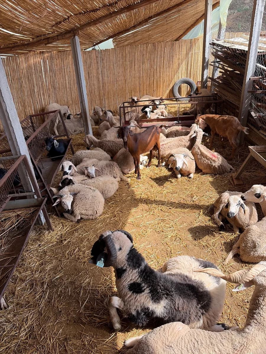 ferme Khayrat abou lbanat photo 1