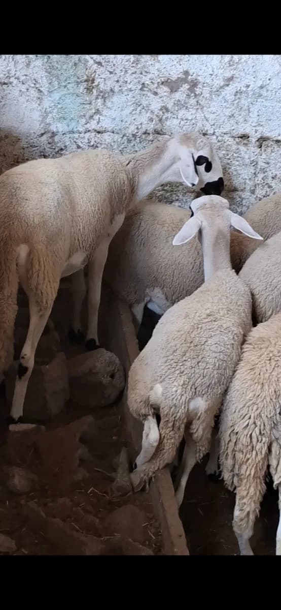 ضيعة سلمية photo 1
