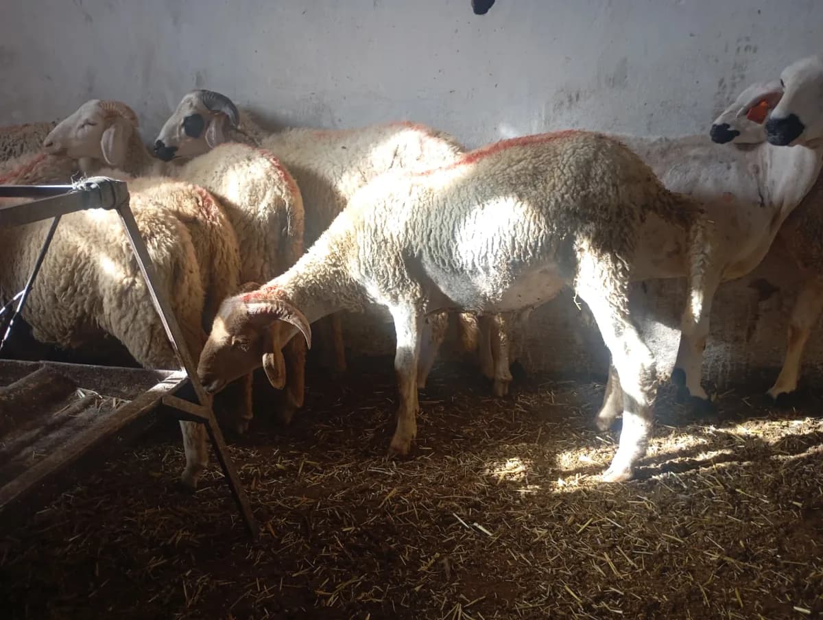 ضيعة عتمان photo 2
