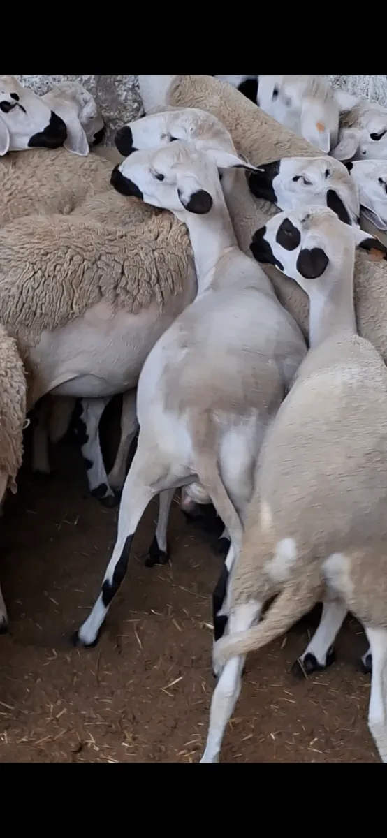 ضيعة سلمية photo 2