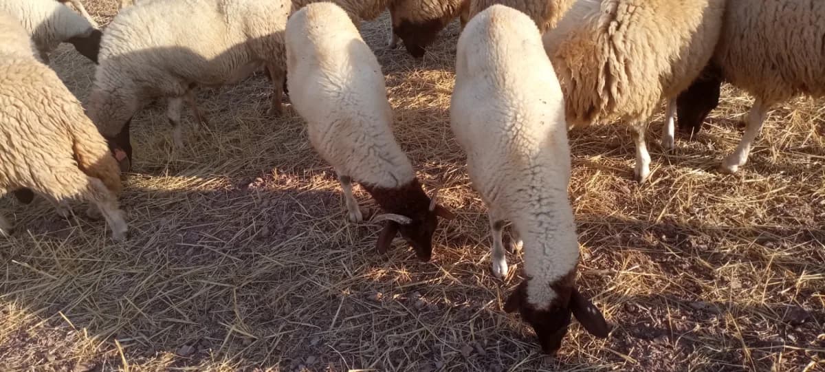 Ferme al khayr photo 1