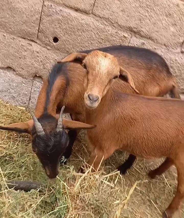 ضيعة بدر للانعام photo 2
